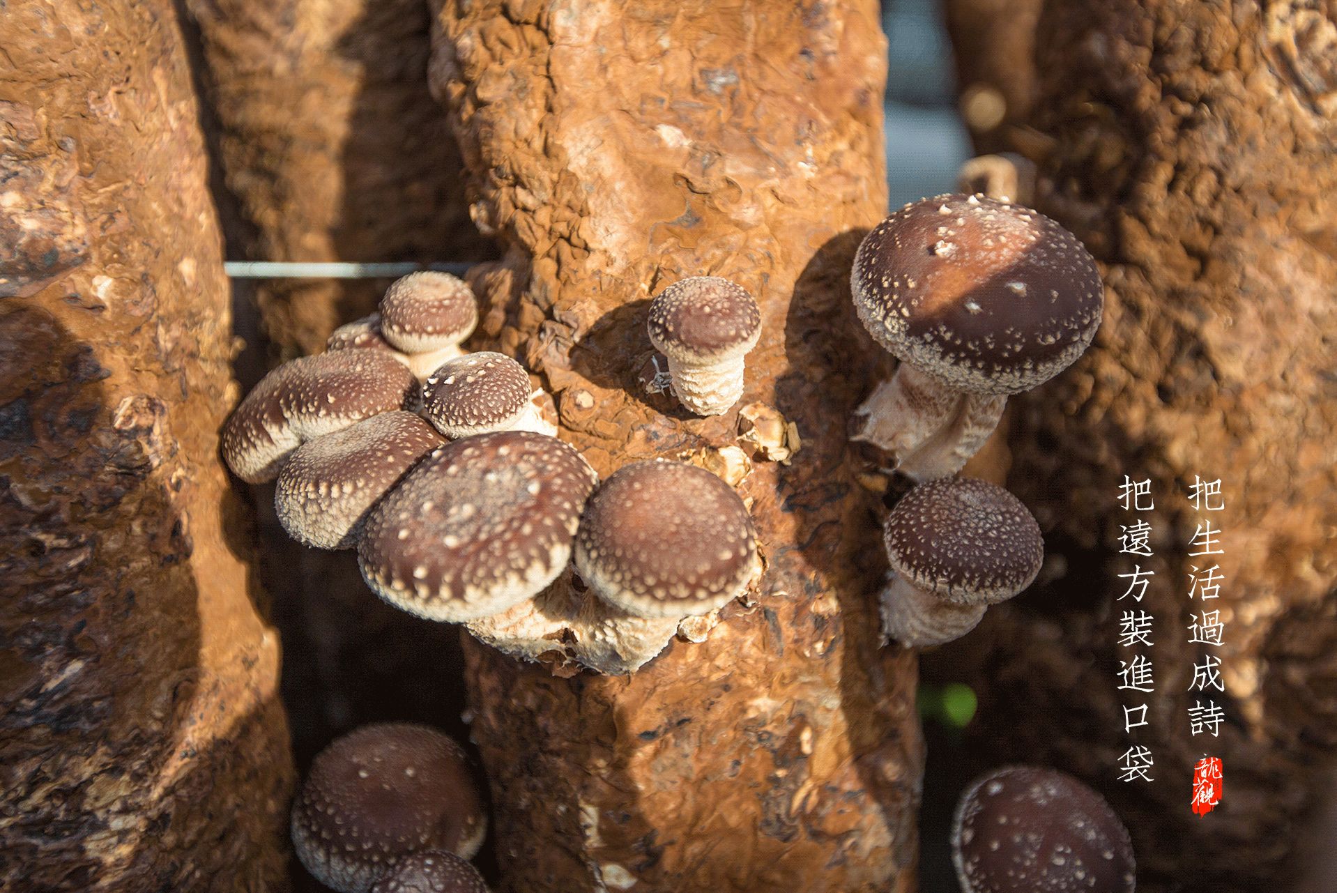 把远方装进口袋，把生活过成诗，带你龙观一日游