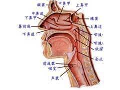 过敏性鼻炎拔火罐穴位,神阙穴拔罐可以治疗过敏性鼻炎吗
