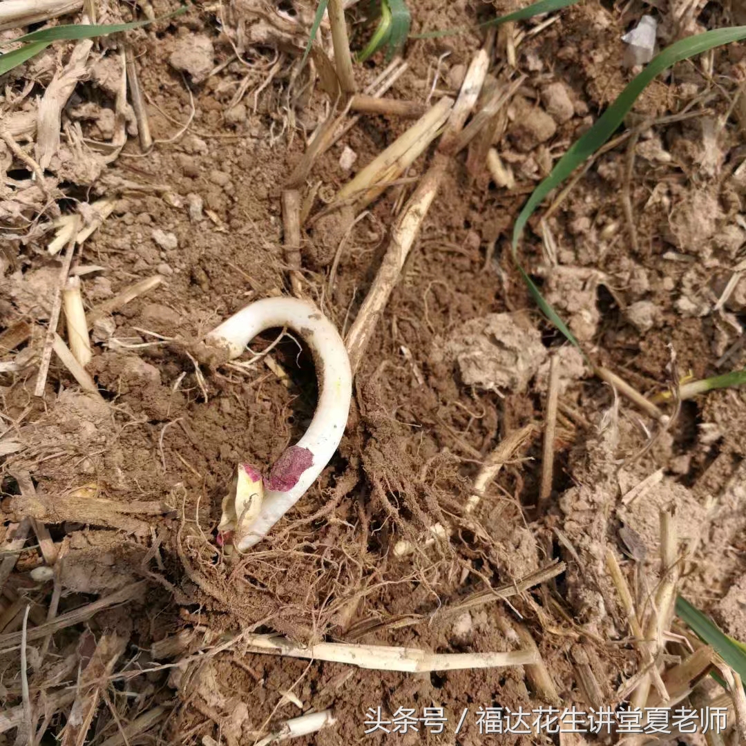 花生老是死为什么,如何避免花生烂种缺苗