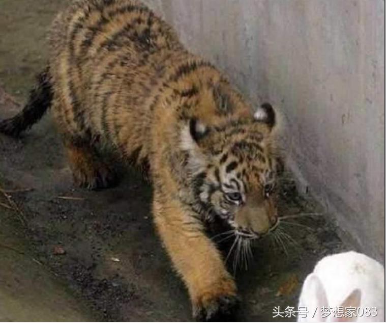 本想给老虎改善生活，将兔子丢了进去，第二天去查看时顿时傻了眼