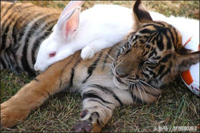 本想给老虎改善生活，将兔子丢了进去，第二天去查看时顿时傻了眼