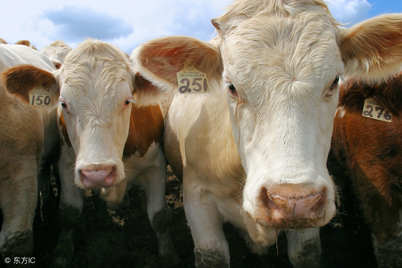 繁殖母牛的日常饲养管理技术，这些你要知道