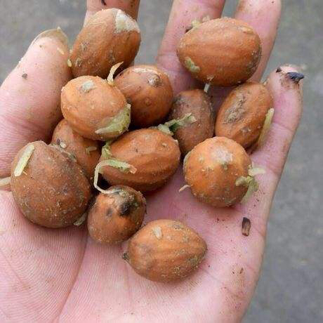 中草药榧子产自于哪里,木榧与香榧的区别