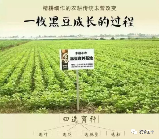 他用一块地做火2个产业，在冰葡萄田里把黑豆卖出4000万