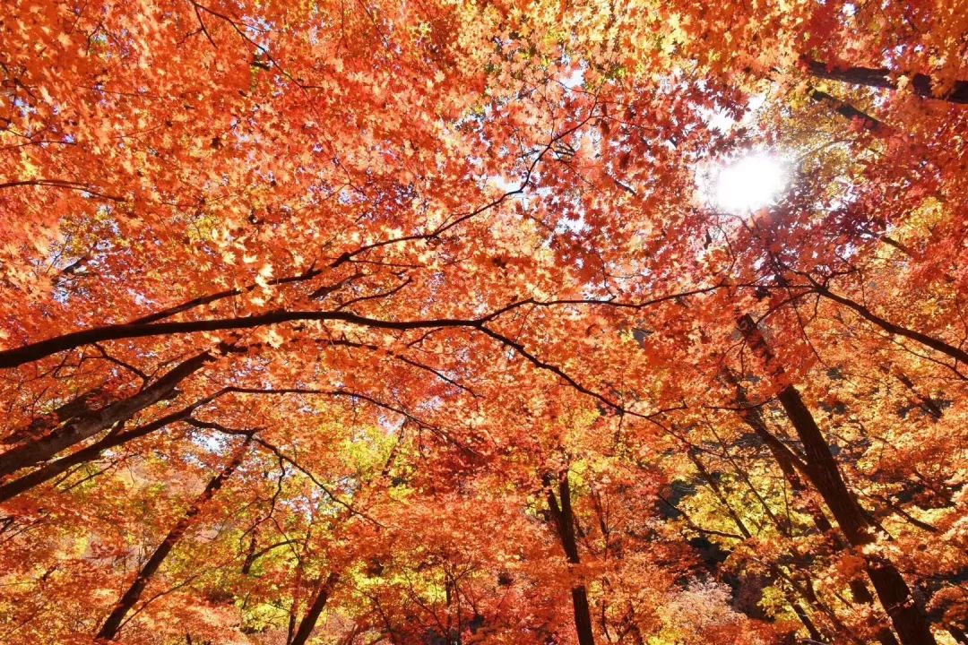 安利马赛克贴纸,安利面膜贴