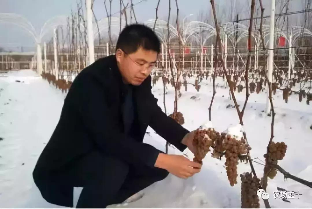 他用一块地做火2个产业，在冰葡萄田里把黑豆卖出4000万