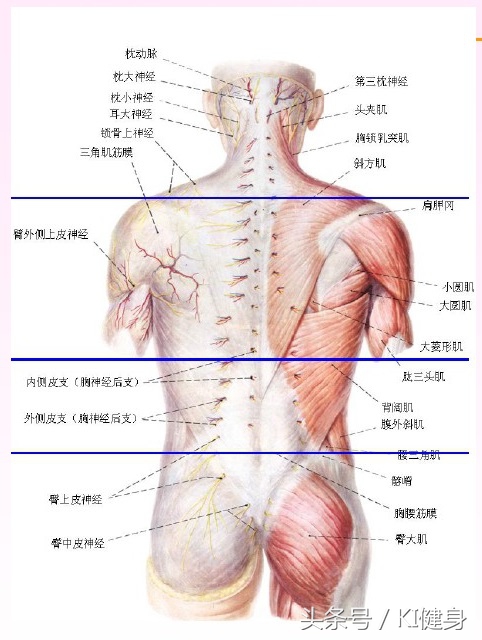 脊柱x线解剖重点观察哪些内容,脊柱磁共振解剖和常见疾病诊断