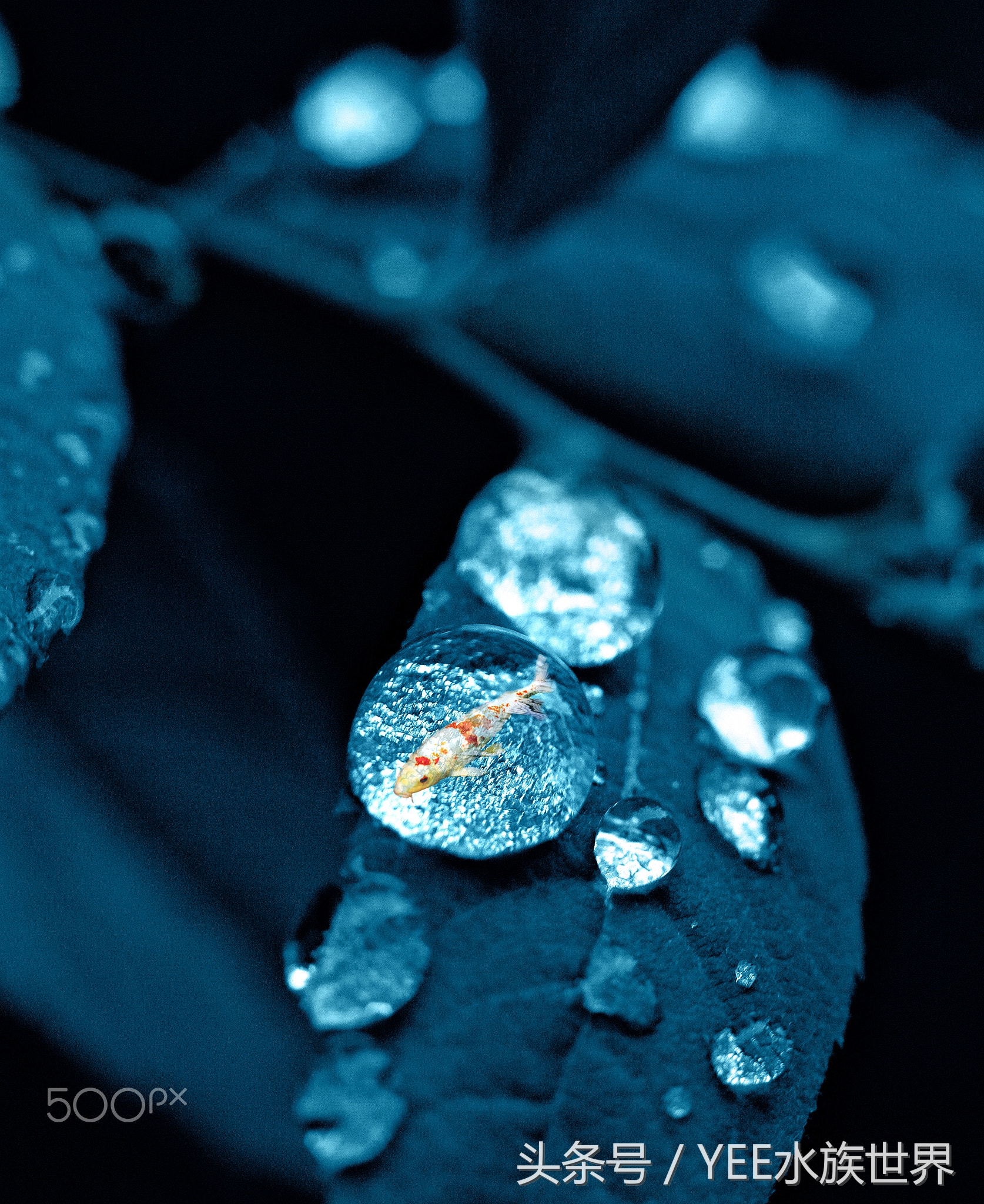 硝化系统崩溃如何正确换水,鱼缸硝化系统崩溃了怎么快速恢复