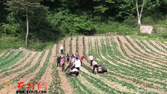 找到肇事者，帮忙洗衣服，被牛虻蛰！村书记满涛的侠客传