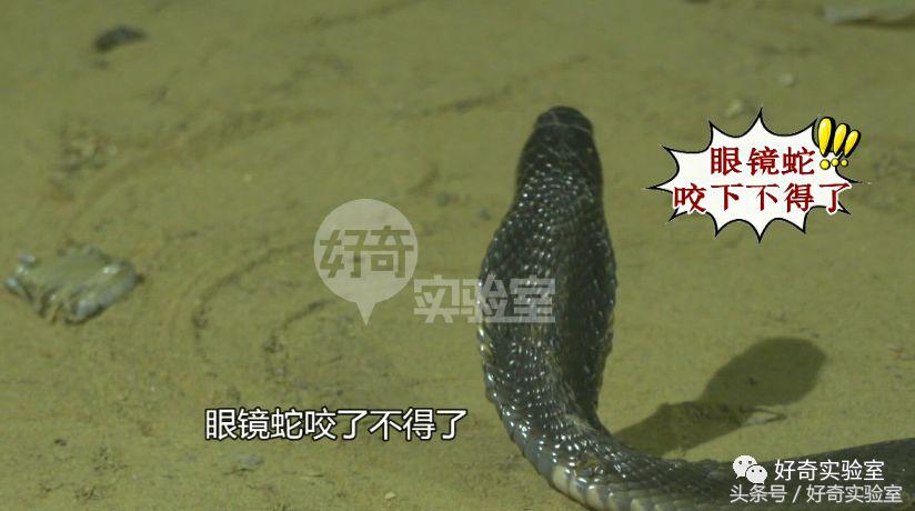 蛇和蛇打结会自己解开吗,蛇打个死结能自己解开吗