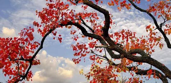 大悟,一个和婺源相媲美的地方,等了一整年的最红秋色终于来了!