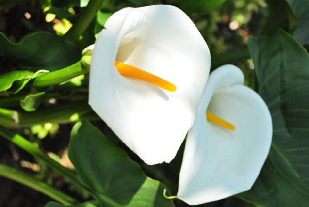 刚买来的球根马蹄莲的养殖方法,马蹄莲烂了的球根修剪后晾多久