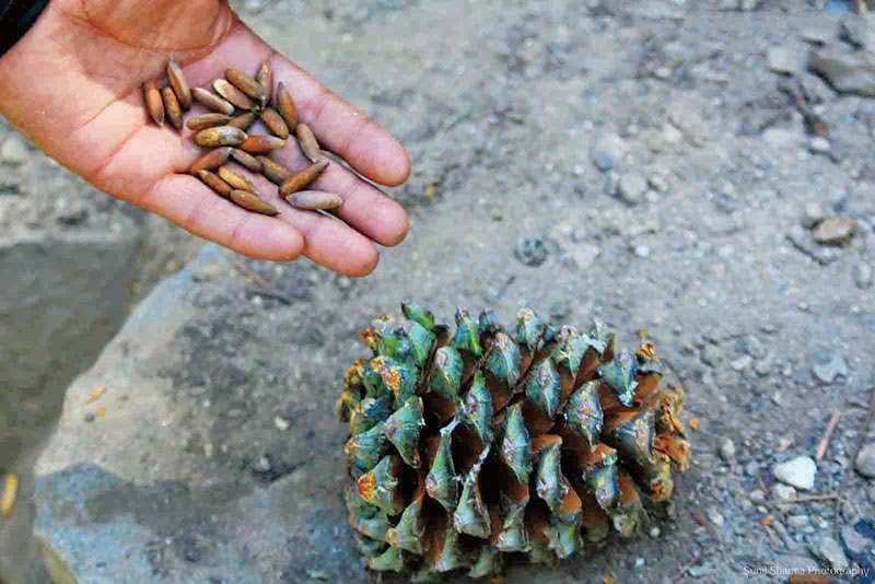 巴西松的松子,巴西松子树是什么树