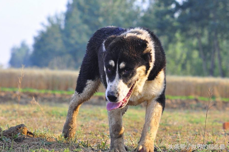 世界十大猛犬排名为啥没有藏獒呢,中国十大猛犬排名可饲养
