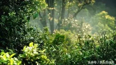 普洱山头茶价格排行,云南普洱最全30有名山头茶