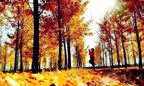 济南最美的银杏地图,济南看银杏最好的地方