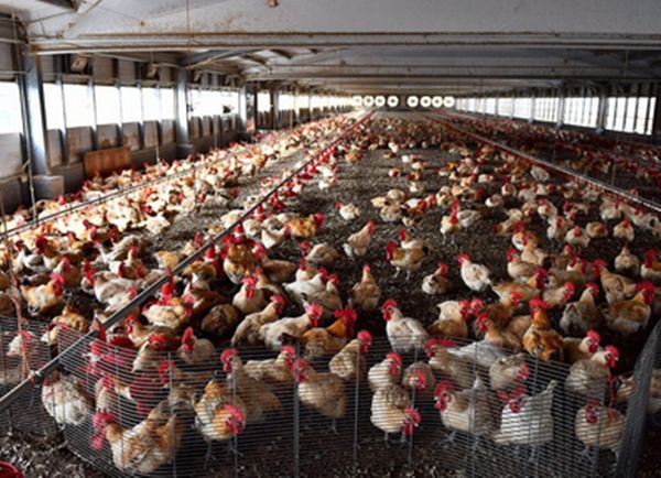 无土栽培在蔬菜方面的国外现状,现代农业蔬菜无土栽培