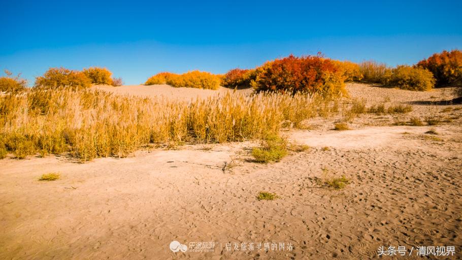 千年的等待纯音乐,金塔胡杨林美照