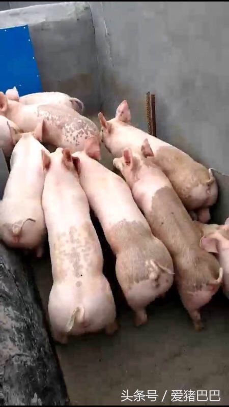 如何提高仔猪断奶成活率,断奶仔猪最佳饲养方法图解