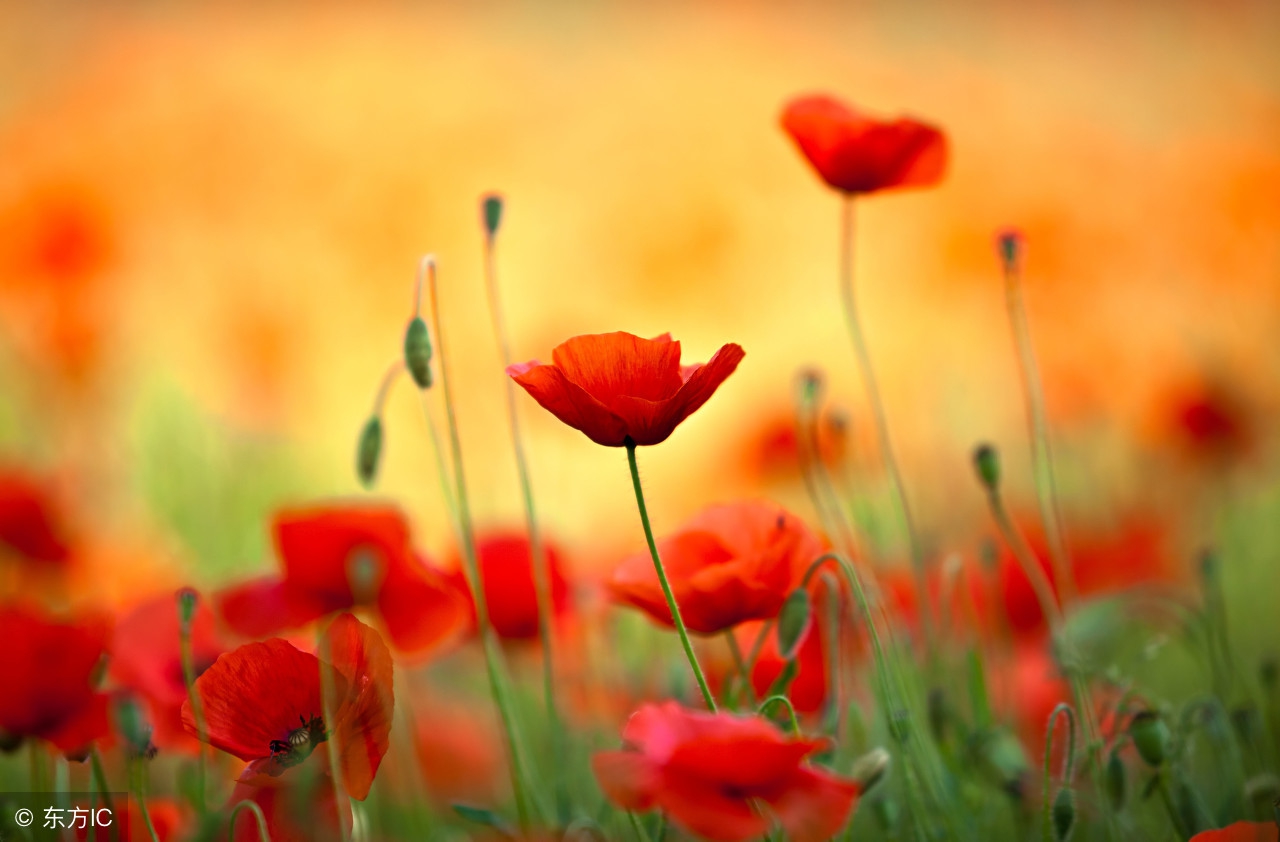 李煜虞美人读后感400字,虞美人读后感800字