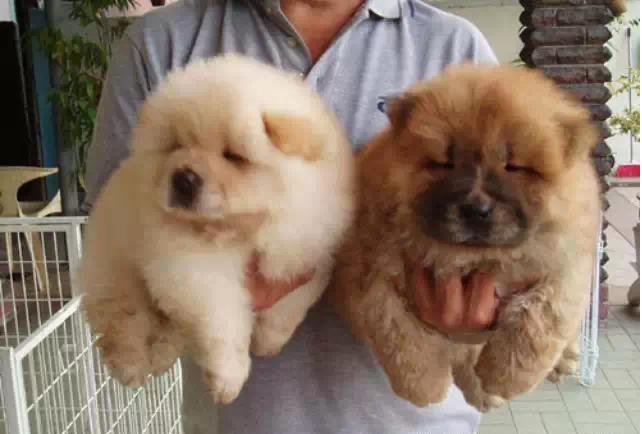 松狮犬母的咬人还是公的咬人,松狮犬养公的还是母的好