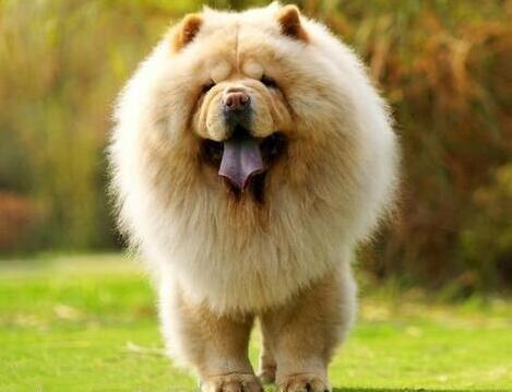 揭秘松狮犬究竟有多可怕,是什么导致养松狮犬的人变少