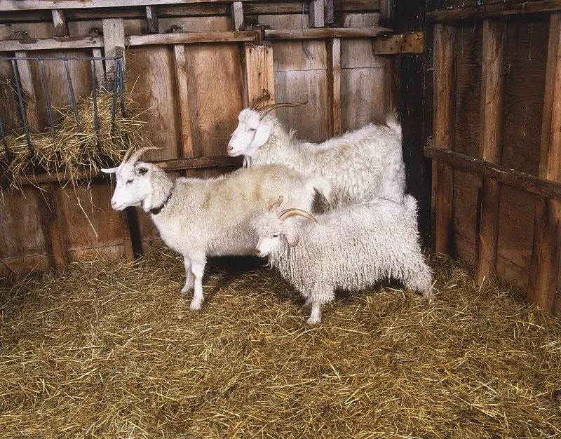 不是所有的羊绒衫都是柔软的么,质感柔软羊绒衫穿着舒服春秋