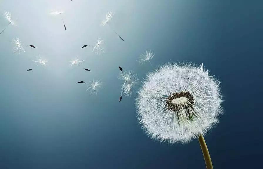 含有风字的古诗句100首,描写风的古诗20首简单易懂