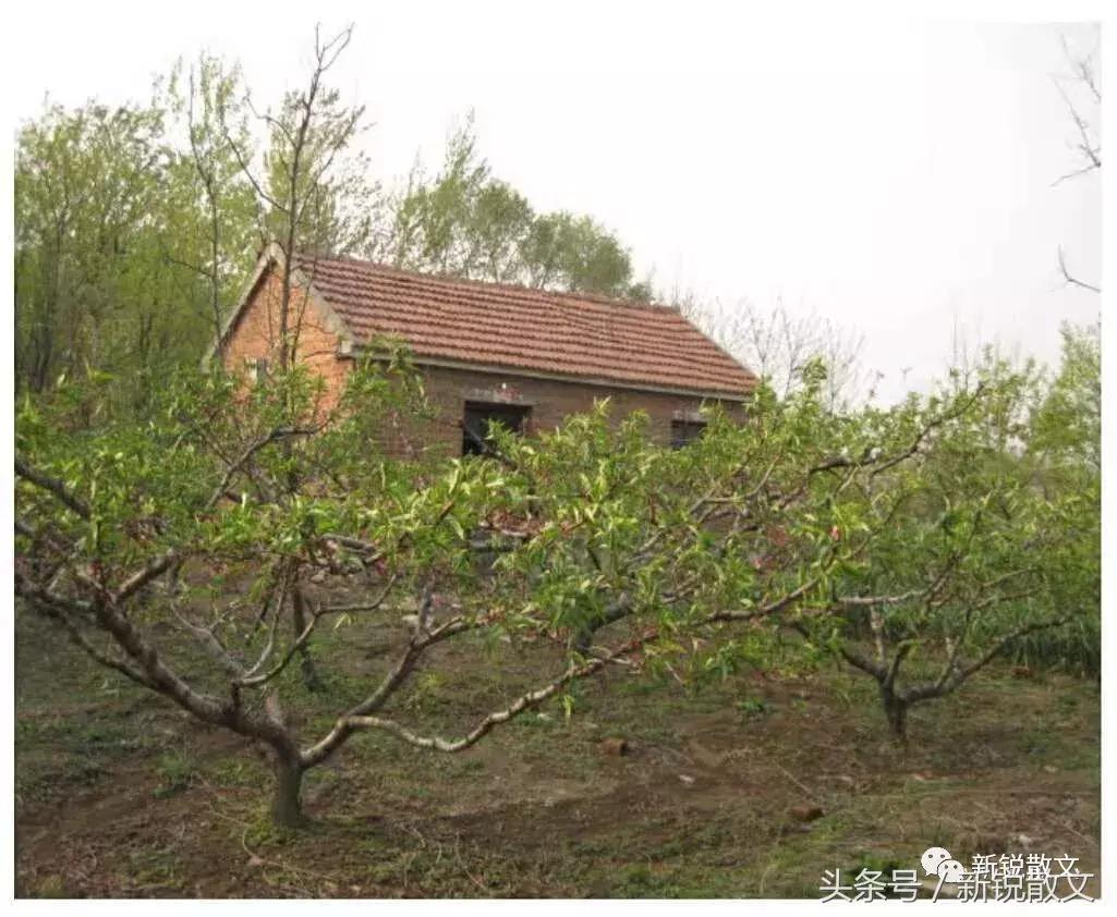 汕头市潮阳区桃园学校,我的学校在哪儿绘本