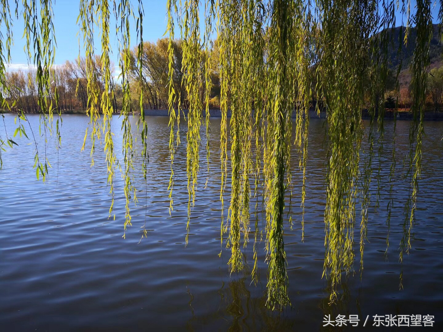 垂柳七绝图片,湖边垂柳七绝