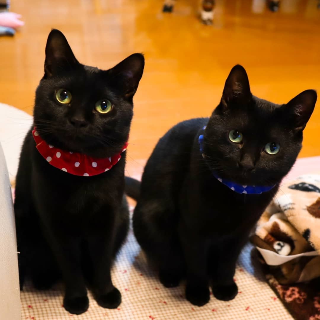 养猫的基础知识有哪些呢,养猫必须知道的几件事有哪些