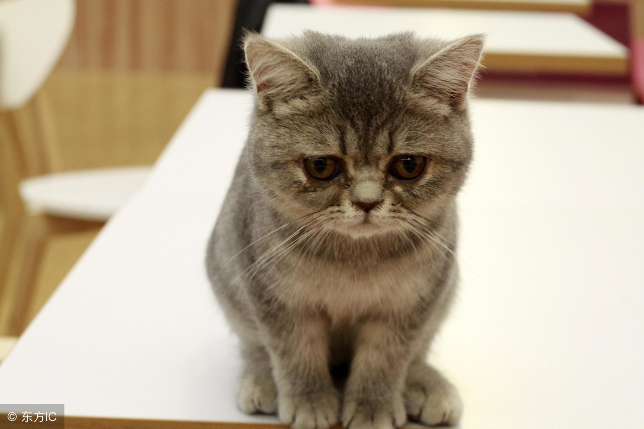 幼猫拉稀怎么弄干净,幼猫拉稀最快的解决方法