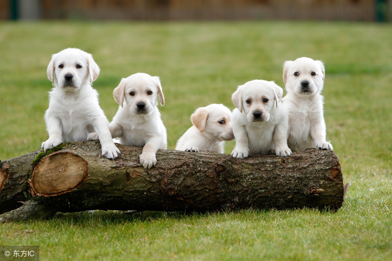 罗威纳犬和藏獒打架,罗威纳犬咬架的怎么能让它松口