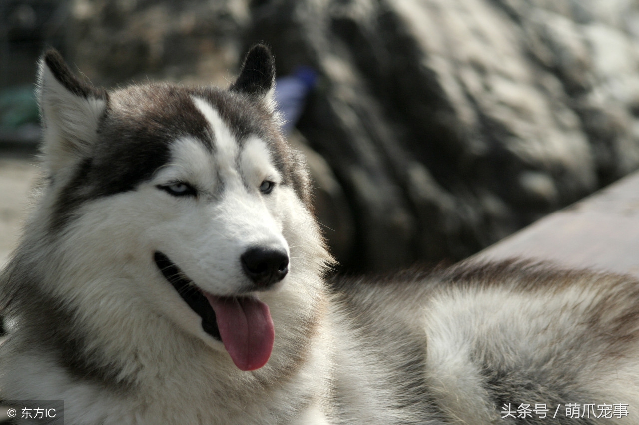 铲屎官们看看吧，这就是不给狗狗做绝育的后果！