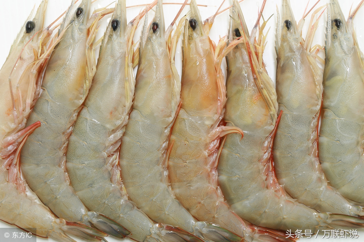 南美白对虾现在怎么样,了解南美白对虾和水质参数