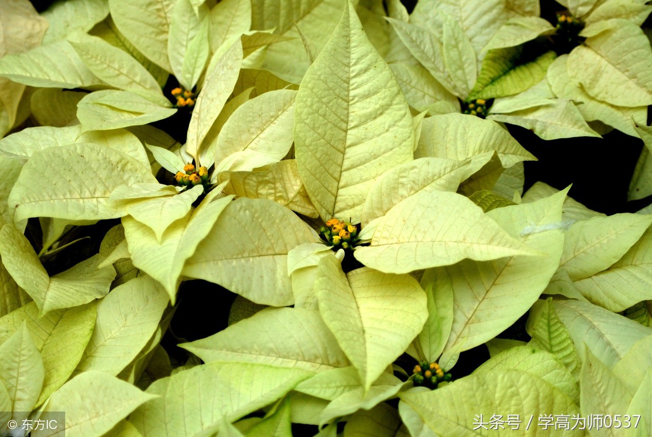 小学语文三年级期末试卷上册,三年级上册期末试卷全套打印