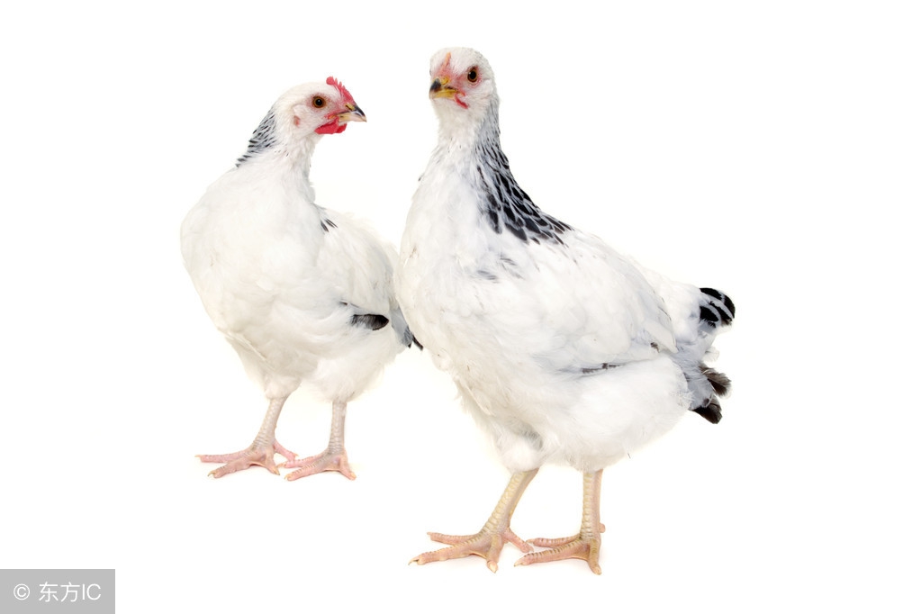 十二生肖成语带鼠字,十二生肖谜语歇后语全部解答