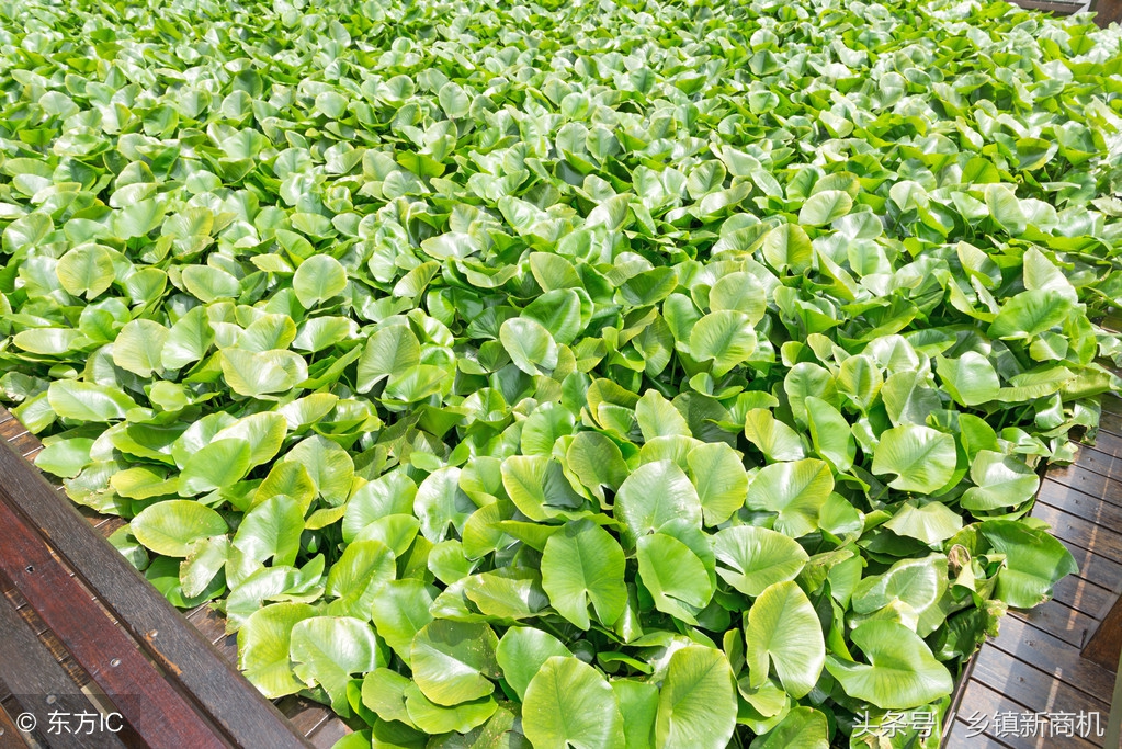 农村小本买卖干什么最挣钱,适合农村小本创业项目小型加工厂