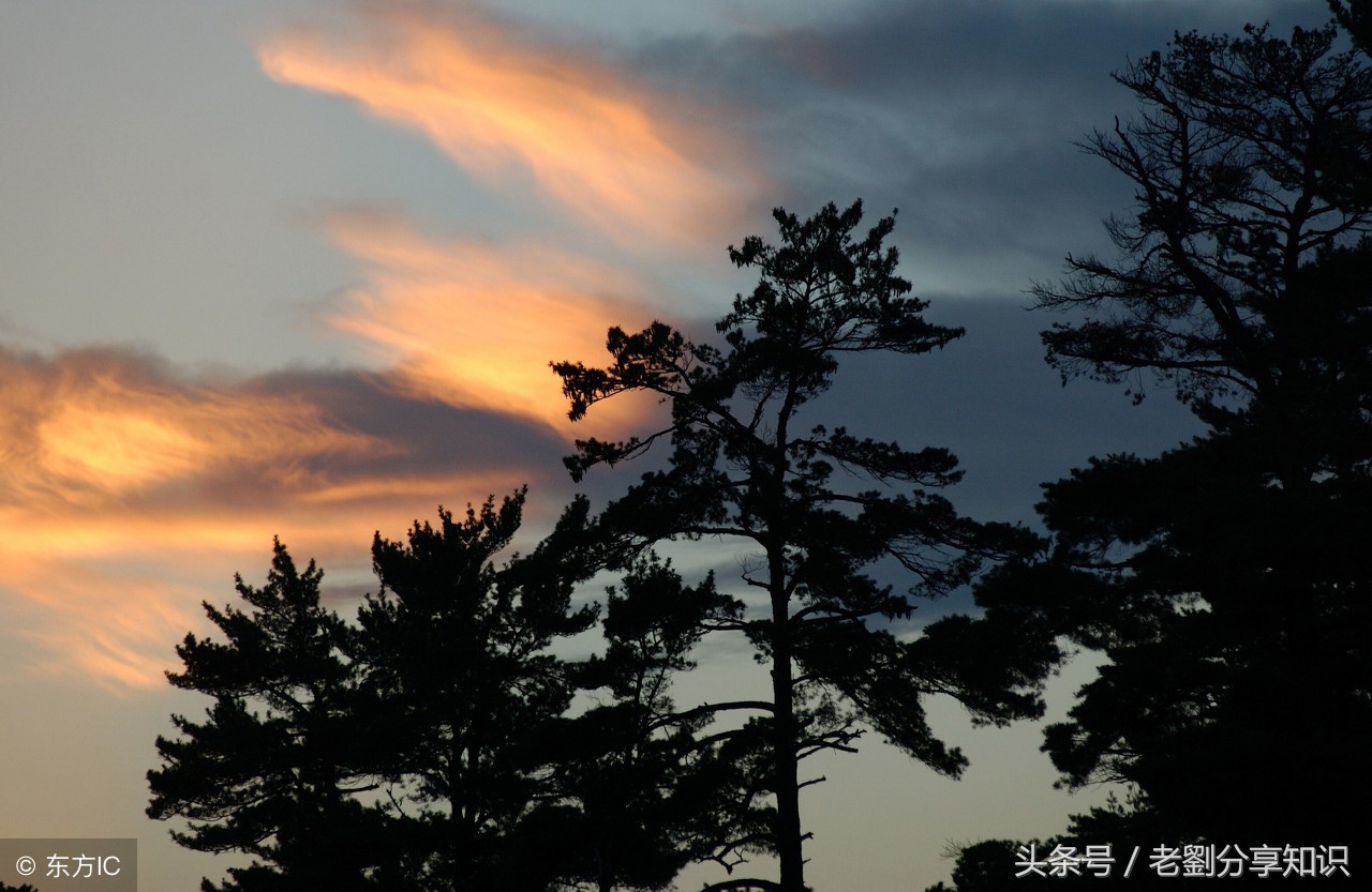 五年级上册语文期末复习重点资料,五年级语文上册期末复习重点必考