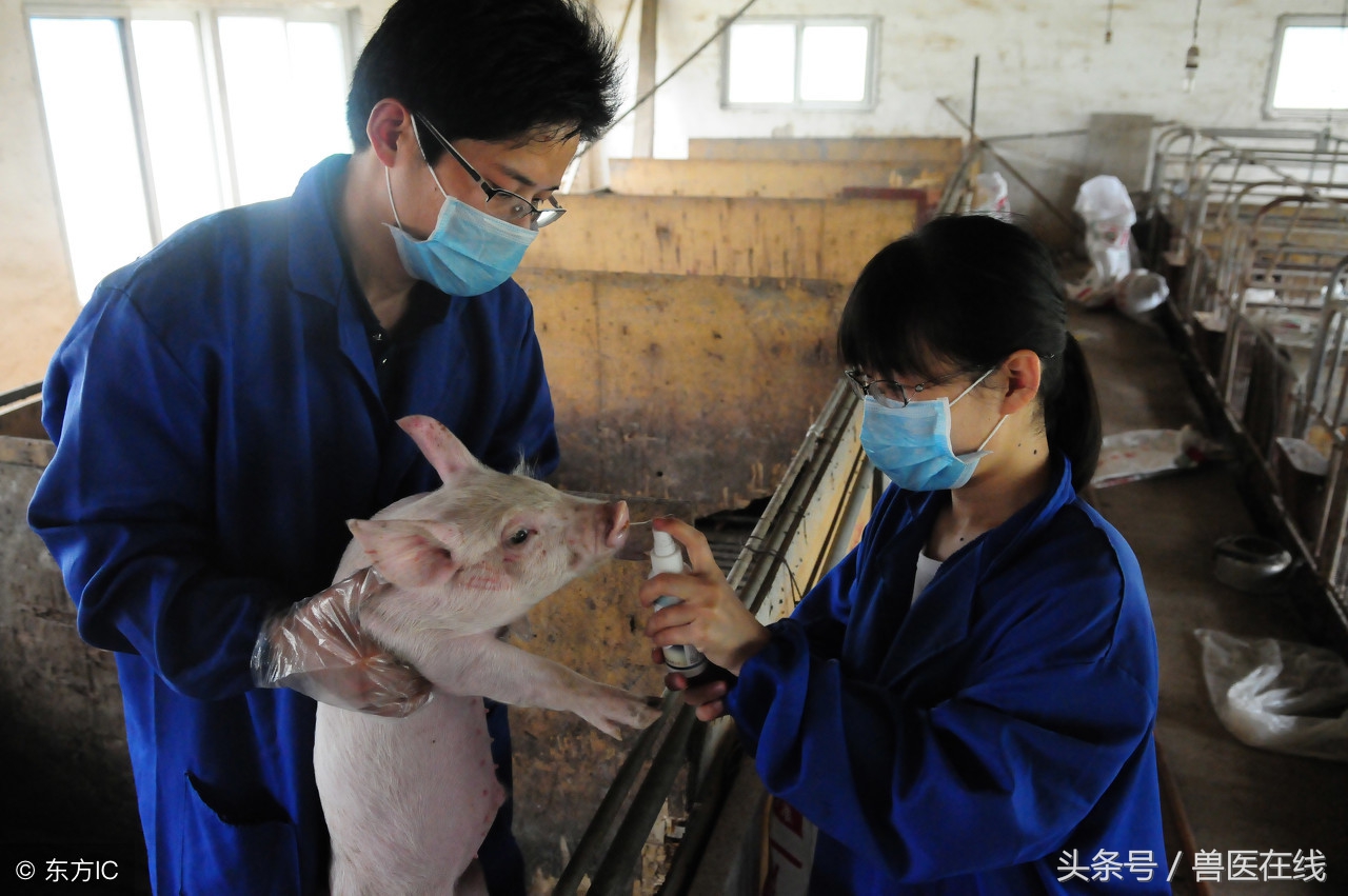 产房仔猪腹泻最快解决方法,产房仔猪腹泻应该给母猪用什么药