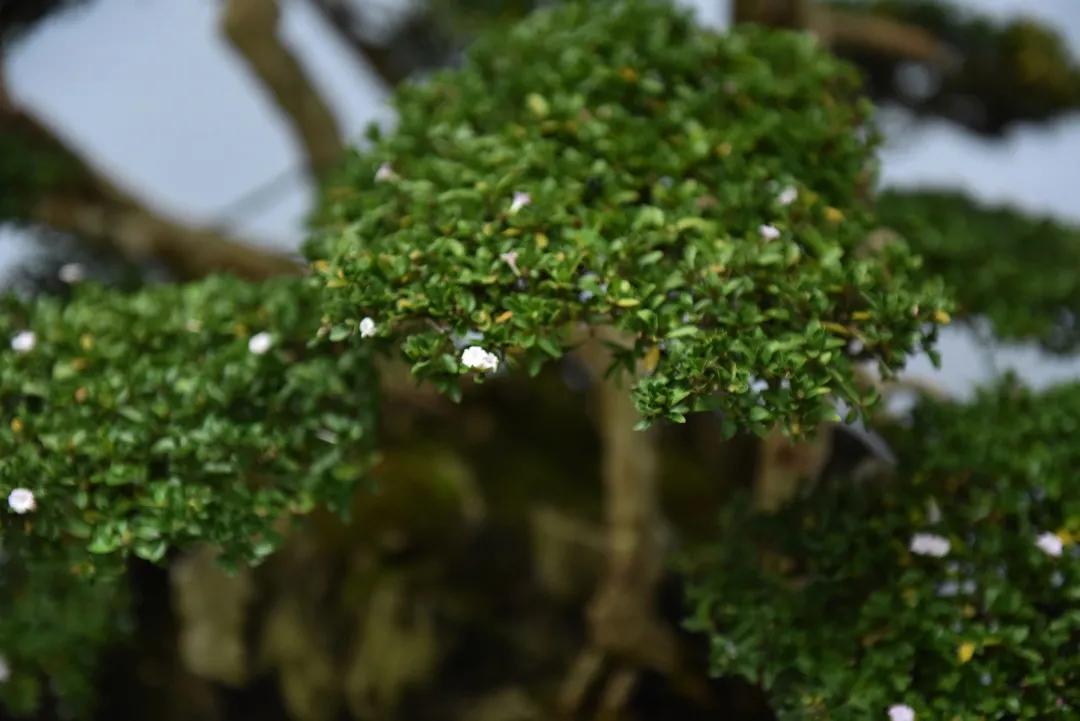 国庆大赏2020,国庆出行大赏