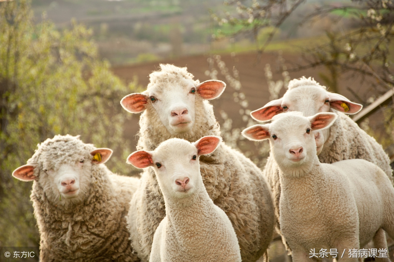 外用甲硝唑配合治疗牛羊产道疾病效果分析