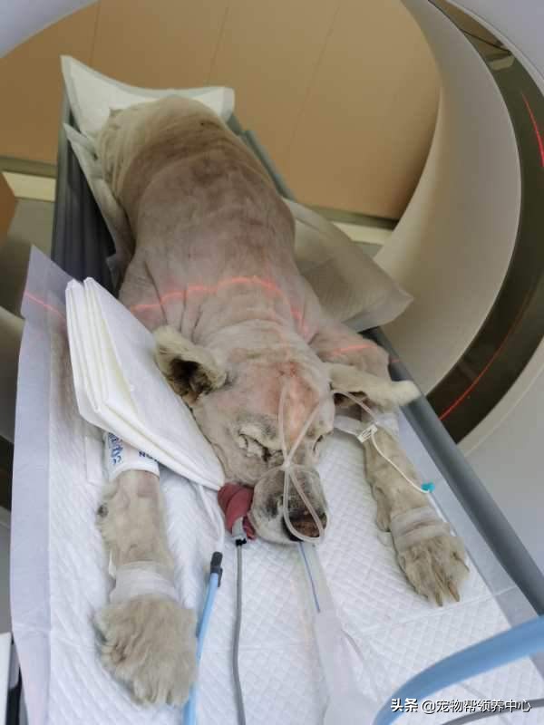 除夕,身上恶臭的萨摩耶在家门口流浪:为什么要抛弃我?