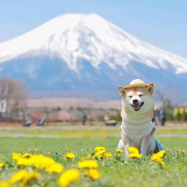比人还会拍照的狗，简直萌炸朋友圈了