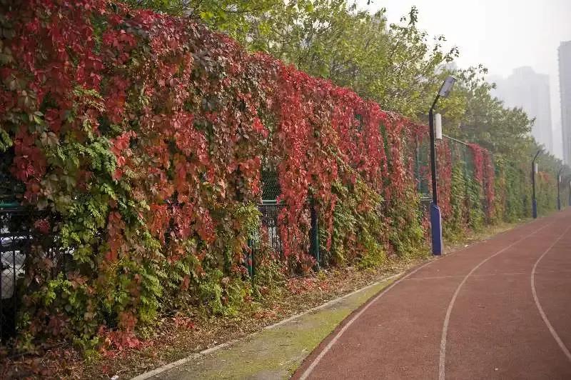 天津高级中学,天津市第二南开中学录取分数线