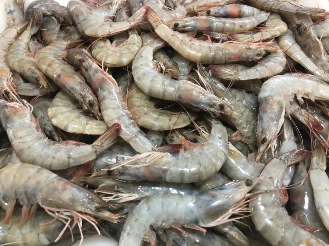 威海100元一斤的海鲜,六月份威海海鲜价格