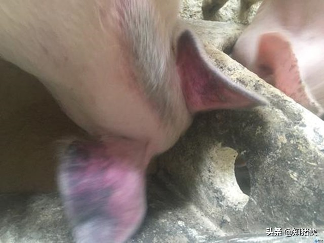 猪呕吐腹泻耳朵发紫是啥原因,猪喘不吃食耳朵发紫请问是什么病