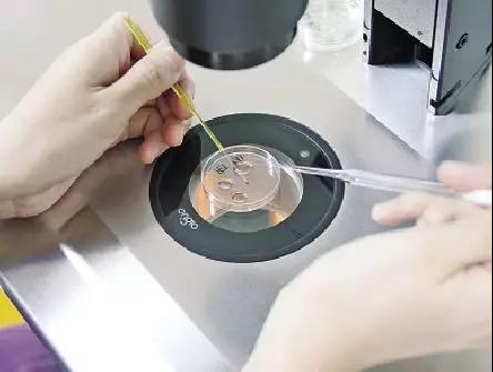 当卵子和精子相遇多少天受孕,试管精子和卵子相遇