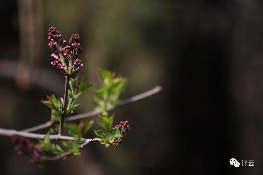 天津2022哪些公园恢复开放,天津水西公园现在恢复开放了吗