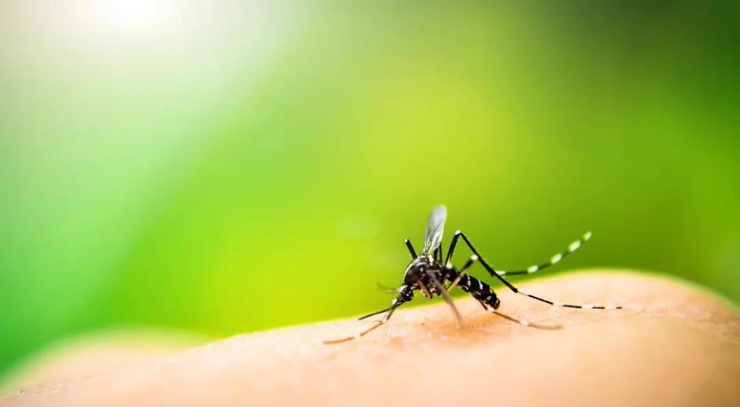 夏天花园蚊子多怎么办,怎么解决花园蚊子多的问题